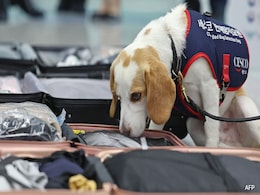South Korea Uses Sniffer Dog To Search For Bedbugs After Paris Olympics South Korea Uses Sniffer Dog To Search For Bedbugs After Paris Olympics