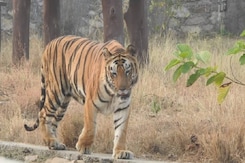 कोटा: अभेड़ा बायोलॉजिकल पार्क में बुजुर्ग बाघ ने तोड़ा दम
