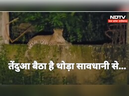 Leopard: नई जिंदगी पाने के लिए जिला अस्पताल पहुंचे थे मरीज, यहां जब दिखा तेंदुआ तो मच गई खलबली