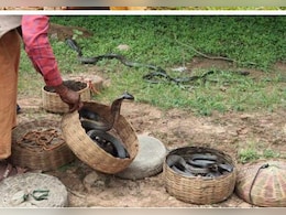 Snake Bite : एमपी के इस जिले में बढ़ने लगे सर्पदंश के मामले, इन दस खतरनाक जहरीले सांपों का है ये गढ़