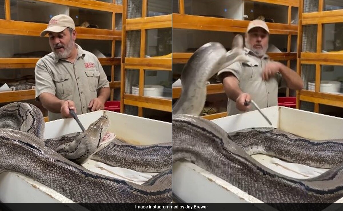 Watch: Massive Python Attempts To Attack Zookeeper On The Face ...