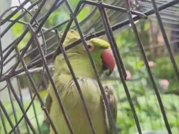 सावधान! तोता पालने वाले हो जाएं सावधान, बंद पिंजरे में पाया गया, तो हो सकती है ऐसी कार्रवाई