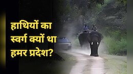 विश्व हाथी दिवस: कभी सरगुजा के राजपरिवार में था 361 हाथियों का बेड़ा,आज पूरे राज्य में हैं 350 हाथी