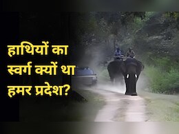 विश्व हाथी दिवस: कभी सरगुजा के राजपरिवार में था 361 हाथियों का बेड़ा,आज पूरे राज्य में हैं 350 हाथी विश्व हाथी दिवस: कभी सरगुजा के राजपरिवार में था 361 हाथियों का बेड़ा,आज पूरे राज्य में हैं 350 हाथी