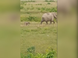 जन्म लेते ही उठकर चलने की कोशिश करने लगा हाथी का बच्चा, मां के पीछे-पीछे ऐसे रखे कदम, IFS ने शेयर किया प्यारा Video