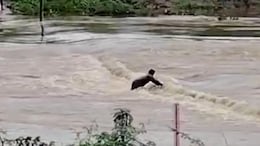 Rajasthan Rain: हाड़ौती में भारी बारिश से चंबल नदी उफान पर, राजस्थान का मध्य प्रदेश से सड़क संपर्क टूटा