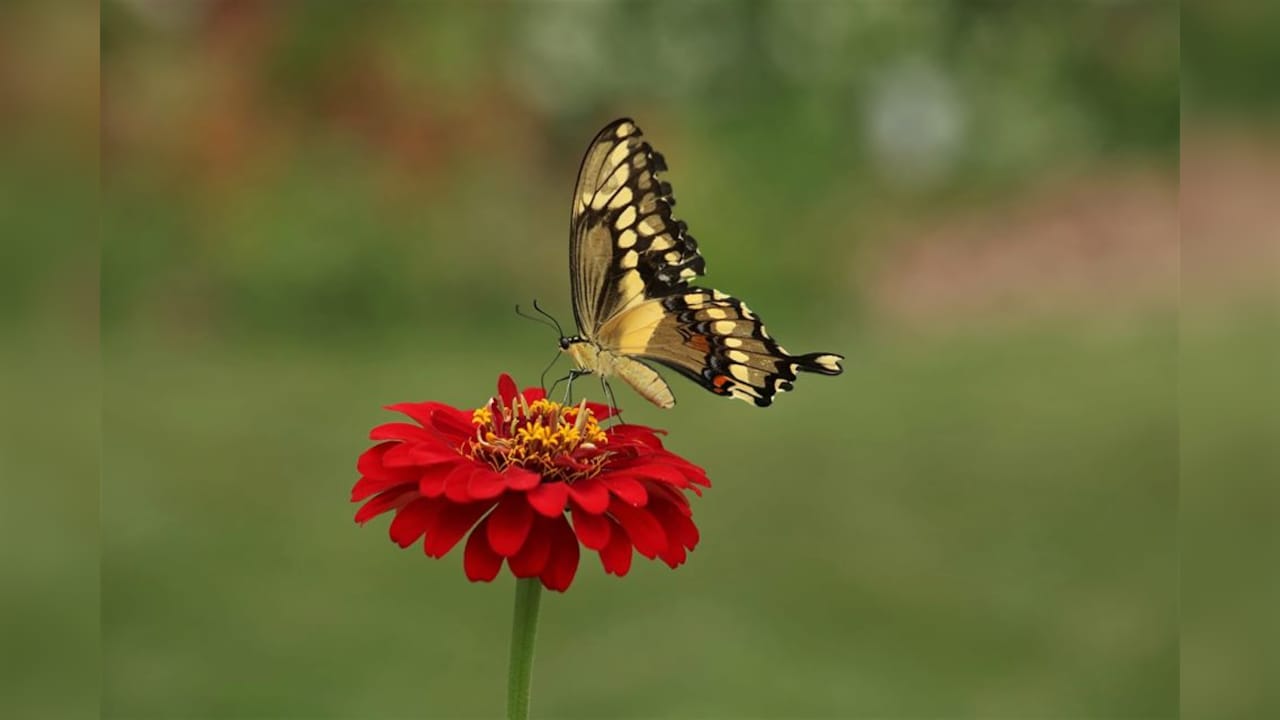 India Completes 1st Catalogue Of Butterflies, Moths, Documents 13,703 Species
