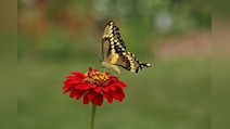 India Completes 1st Catalogue Of Butterflies, Moths, Documents 13,703 Species