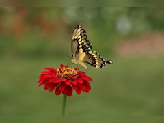 India Completes 1st Catalogue Of Butterflies, Moths, Documents 13,703 Species