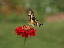 India Completes 1st Catalogue Of Butterflies, Moths, Documents 13,703 Species