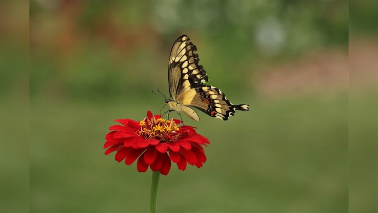 India Completes 1st Catalogue Of Butterflies, Moths, Documents 13,703 Species