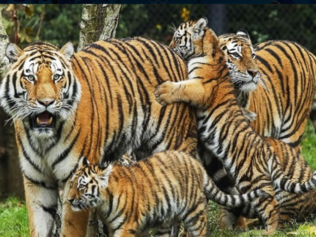 Tiger State Madhya Pradesh के वन मंत्री ने बाघों से जुड़ी किस खबर पर कहा, शुक्रिया NDTV | EXCLUSIVE