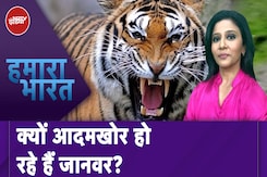 Bahraich Wolf Attack: कहीं Tiger का हमला, कहीं भेड़ियों का आतंक, जानवर और इंसान के बीच बढ़ता टकराव Bahraich Wolf Attack: कहीं Tiger का हमला, कहीं भेड़ियों का आतंक, जानवर और इंसान के बीच बढ़ता टकराव