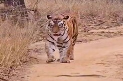 Madhya Pradesh के वन विभाग की Report, राज्य में Tigers की मौत का बढ़ा आंकड़ा | Hamaara Bharat Madhya Pradesh के वन विभाग की Report, राज्य में Tigers की मौत का बढ़ा आंकड़ा | Hamaara Bharat