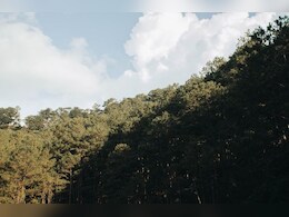 25 प्रतिशत भारत का हिस्सा पेड़ों और वन से ढका हुआ... सरकार की रिपोर्ट आई सामने