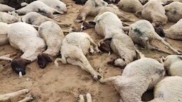 बारिश बनी आफत! जैसलमेर में आकाशीय बिजली गिरने से एक साथ 137 भेड़ों की मौत