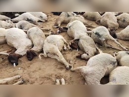 बारिश बनी आफत! जैसलमेर में आकाशीय बिजली गिरने से एक साथ 137 भेड़ों की मौत