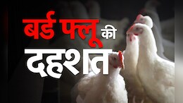 कर्नाटक में बर्ड फ्लू की दस्तक; बेंगलुरु के पास H5N1 वायरस की पुष्टि, अलर्ट के बाद इतनी मुर्गियां नष्ट की गईं