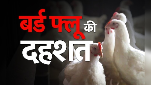 कर्नाटक में बर्ड फ्लू की दस्तक; बेंगलुरु के पास H5N1 वायरस की पुष्टि, अलर्ट के बाद इतनी मुर्गियां नष्ट की गईं