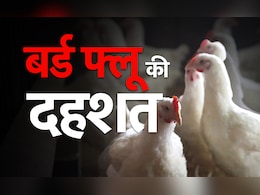 ओडिशा में बर्ड फ्लू से हड़कंपः 5 हजार मुर्गियां मारी गईं, कितना खतरनाक 'H5N1', 10 पॉइंट्स में समझिए ओडिशा में बर्ड फ्लू से हड़कंपः 5 हजार मुर्गियां मारी गईं, कितना खतरनाक 'H5N1', 10 पॉइंट्स में समझिए