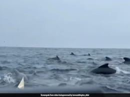 Terrifying Video Captures Pod Of Whales Surrounding Solo Paddler Across Atlantic Ocean Terrifying Video Captures Pod Of Whales Surrounding Solo Paddler Across Atlantic Ocean