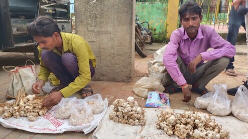 MP News: इस जंगली सब्जी पर क्यों टूट रहे हैं लोग, ऐसा क्या है जो ये बिक रही है 800 रुपये प्रति किलो