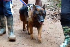 Storm: The German Shepherd helping in search ops in landslide-hit Wayanad Storm: The German Shepherd helping in search ops in landslide-hit Wayanad