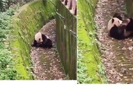 पांडा की इस हरकत को देख बन जाएगा आपका दिन, फर्श पर लोटते हुए किया ऐसा कारनामा, लोगों को याद आया बचपन पांडा की इस हरकत को देख बन जाएगा आपका दिन, फर्श पर लोटते हुए किया ऐसा कारनामा, लोगों को याद आया बचपन