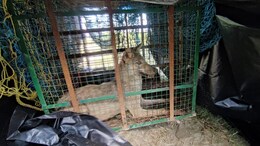 Wolf That Killed 7 Children In UP Caught: How <i>Operation Bhediya</i> Unfolded