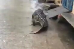 Watch: Crocodile Spotted Roaming Freely In UP Village, Locals Shocked Watch: Crocodile Spotted Roaming Freely In UP Village, Locals Shocked