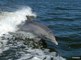Lonely Dolphin Found Talking To Himself, Scientists Propose Two Theories