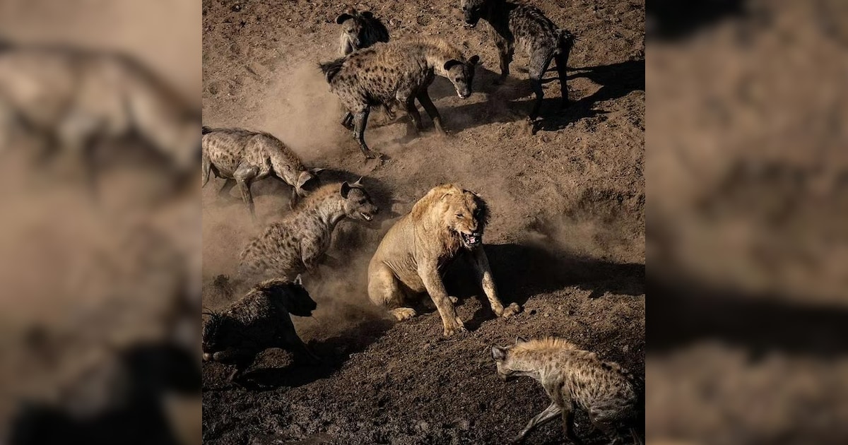 Animal Rivls Strongest Rivalries In The Animal Kingdom