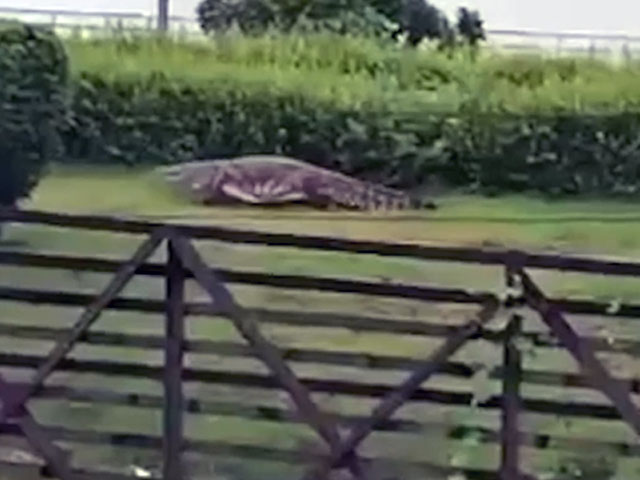 Vadodara Flood Brings Unexpected Guest: Crocodile On The Loose