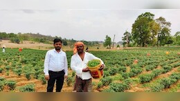किसानों के लिए मुनाफे का नायाब तरीका ! जानें मिर्च की खेती से कैसे कमाएं लाखों ?