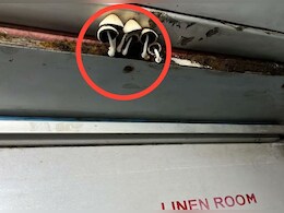 सोशल मीडिया पर तहलका मचा रही है भारतीय रेल की ये वायरल फोटो, ​​ट्रेन कोच के अंदर उगे नजर आये मशरूम