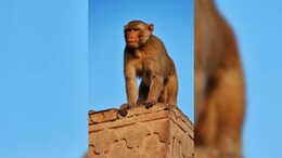 MP में बंदर को लगा करंट तो निकाली शव यात्रा ! लोगों ने कहा- "करंट लग गया... "