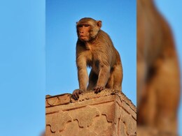 MP में बंदर को लगा करंट तो निकाली शव यात्रा ! लोगों ने कहा- "करंट लग गया... "