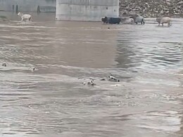 50 Cows Thrown Into Madhya Pradesh River, 20 Dead, Police Registers Case 50 Cows Thrown Into Madhya Pradesh River, 20 Dead, Police Registers Case