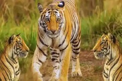 Tigers Death In Bandhavgarh Tiger Reserve: बाघों की मौत के मामले में कई अधिकारियों को नोटिस Tigers Death In Bandhavgarh Tiger Reserve: बाघों की मौत के मामले में कई अधिकारियों को नोटिस