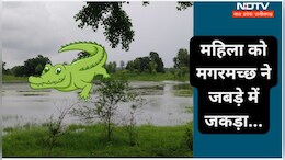 &nbsp;एमपी के इस गांव में आ गया मगरमच्छ, वृद्ध महिला को ऐसे जकड़ा जबड़ों में, नहीं बची...