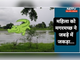 एमपी के इस गांव में आ गया मगरमच्छ, वृद्ध महिला को ऐसे जकड़ा जबड़ों में, नहीं बची...  एमपी के इस गांव में आ गया मगरमच्छ, वृद्ध महिला को ऐसे जकड़ा जबड़ों में, नहीं बची...