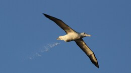 South Africa To Bomb Island With Pesticides To Kill Mice That Eat Albatrosses Alive