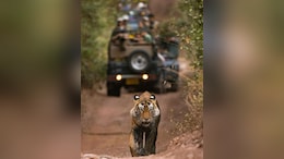 Let's Safeguard Wildlife For Future Generations: PM Modi