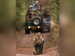 Let's Safeguard Wildlife For Future Generations: PM Modi