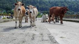 Unsolved Mystery Continues In US As Dead Cattle Found Stripped Of Organs