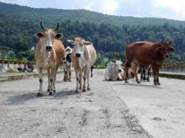 Unsolved Mystery Continues In US As Dead Cattle Found Stripped Of Organs