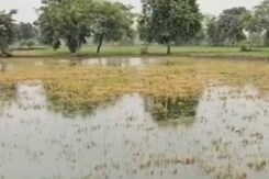 Bemetara News : Poultry farm का दूषित पानी, किसानों के लिए बना परेशानी | MP News