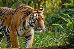 बांधवगढ़ टाइगर रिजर्व में बाघों की मौत मामले में NDTV की खबर का बड़ा असर