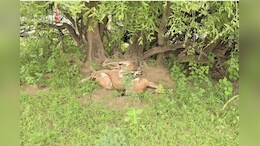 बाड़मेर में  एक रात में 10 से अधिक हिरणों का शिकार, धरने पर बैठे लोग; प्रशासन को दिया अल्टीमेटम