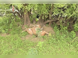 बाड़मेर में  एक रात में 10 से अधिक हिरणों का शिकार, धरने पर बैठे लोग; प्रशासन को दिया अल्टीमेटम